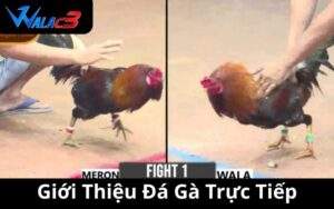 Giới Thiệu Đá Gà Trực Tiếp