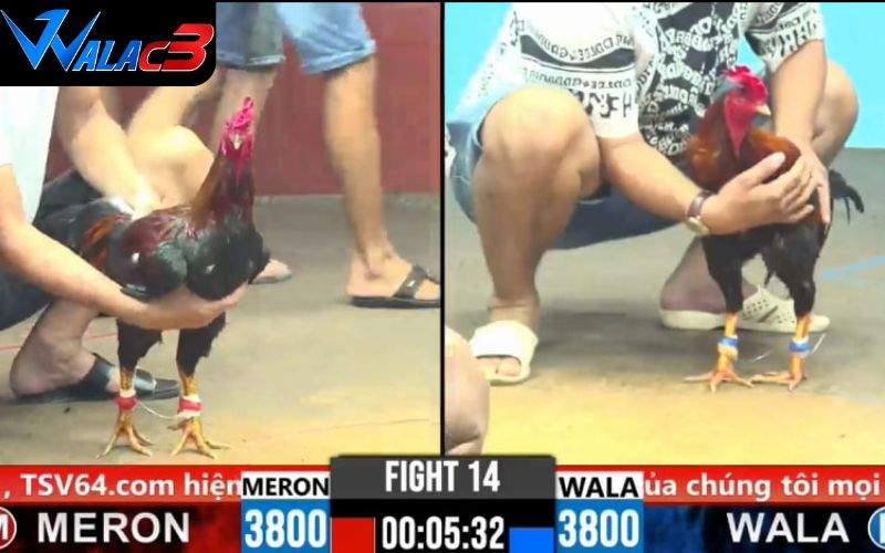 Người chơi có thể tham gia đặt cược dễ dàng với hình thức trực tuyến