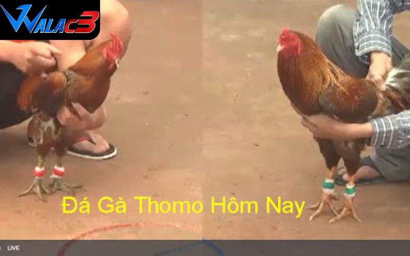 Phát sóng chân thực đến từng chi tiết trên sân đấu